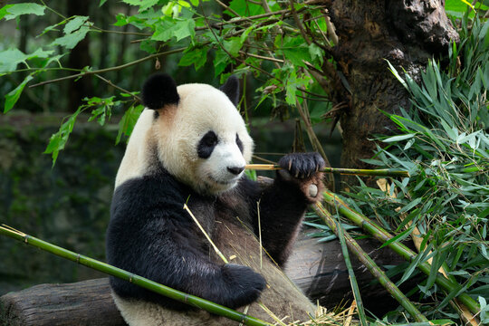 A giant panda is hidden behind green bamboo shoots in a lush forest environment. The panda's black-and-white fur contrasts with the surrounding greenery as it holds and appears to eat the bamboo.