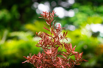 Rare Red Lohansung Pine, Podocarpus Macrophyllus Red Variety with Unique Foliage, Exotic Ornamental Japanese Yew for Zen Garden and Premium Landscape Decoration
