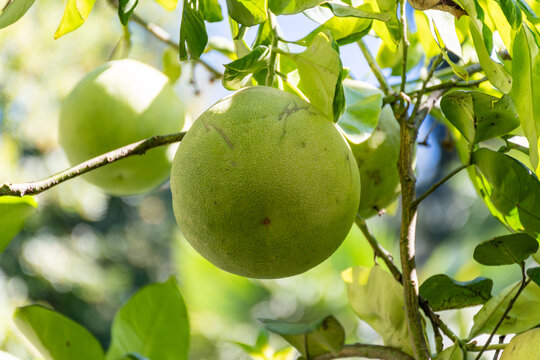 Citrus fruits of citrus paradisi Grapefruit Pompelmo hanging on evergreen trees on Como lake, north of Italy