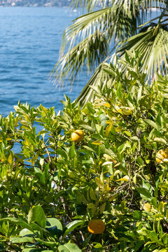 Citrus fruits of bergamot orange tree in Bergamo, North Italy, using in earl grey tea, citrix bergamia tree