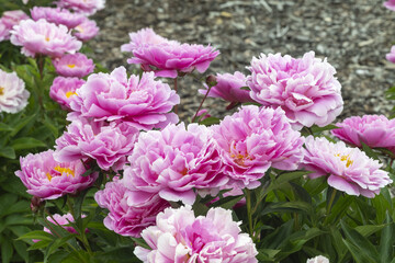 Obraz premium Paeonia