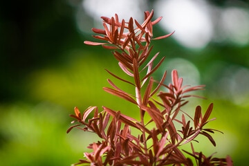 Rare Red Lohansung Pine Plant, Podocarpus Macrophyllus Red Leaf Variety, Exotic Ornamental Japanese Yew with Unique Reddish Foliage for Zen Garden and Premium Landscape