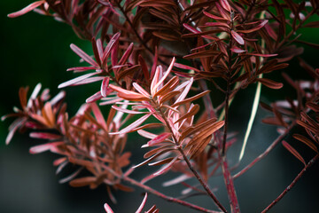 Detailed Texture of Red Lohansung Foliage, Exotic Buddhist Pine with Maroon Needle Leaves, Podocarpus Macrophyllus Red Leaf Variety for Botanical Collection and Garden Design