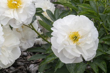 Paeonia
