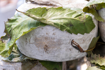 Sfizioso matured italian cheese with chestnut tree leaves high-quality, flavorful Italian cheese...