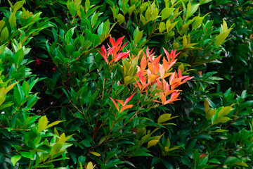 Vibrant Pucuk Merah Leaves, Syzygium Myrtifolium Ornamental Shrub, Red Tip Australian Native Plant for Colorful Hedge and Garden Landscape Decoration