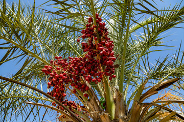 Fototapeta premium Close up of red dates ripening on a palm tree against clear blue sky. Tropical fruit in Mediterranean garden. September, Antalya, Turkey.