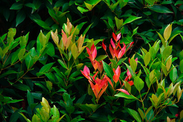 Vibrant Pucuk Merah Shrub, Syzygium Myrtifolium with Bright Red Tip Leaves, Ornamental Hedge Plant for Tropical Garden Landscape and Colorful Exterior Decoration