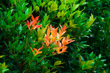 Vibrant Pucuk Merah Shrub, Syzygium Myrtifolium with Bright Red Tip Leaves, Ornamental Hedge Plant for Tropical Garden Landscape and Colorful Exterior Decoration