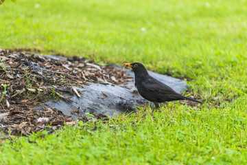Turdus merula on the grass. blackbird
