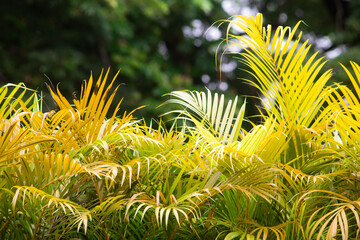 Bright Yellow Butterfly Palm Leaves, Chrysalidocarpus Lutescens Tropical Foliage, Lush Golden Cane Palm Tree for Exotic Garden and Home Interior Plant Decoration