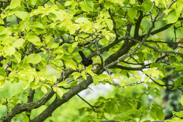 Turdus merula on a tree branch. blackbird