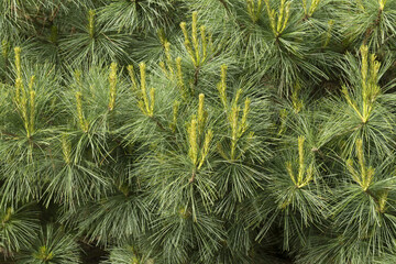 Pinus pinea tree