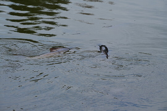 R&uuml;ckenflossen eines gro&szlig;en Fisches im seichten Wasser eines Sees