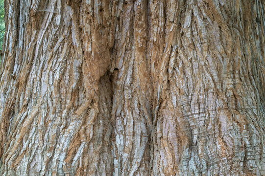Tree bark texture