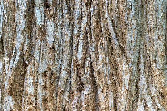 Tree bark texture