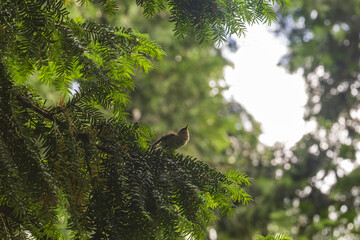 Luscinia luscinia on a coniferous tree branch