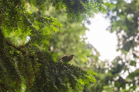 Luscinia luscinia on a coniferous tree branch