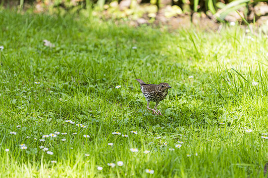 Turdus philomelos on the grass
