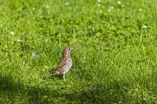 Turdus philomelos on the grass
