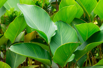 Lush Tropical Green Leaves with Natural Veins and Fresh Texture, Vibrant Botanical Foliage Background in Garden, Exotic Plant Growth in Soft Natural Light