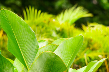 Fresh Green Tropical Banana Leaves in Bright Sunlight with Soft Bokeh Background, Lush Exotic Foliage for Nature and Summer Concept