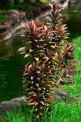 Tropical Ornamental Plant With Reddish Brown Leaves Growing Near Green Pond, Lush Garden Landscape With Natural Light and Soft Background in Outdoor Nature