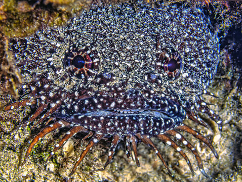 splendid toadfish ,Sanopus splendidus,toadfish