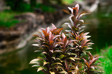 Tropical Ornamental Plant With Reddish Purple Leaves Near Green Pond, Exotic Garden Foliage With Natural Light and Soft Bokeh Background Outdoors