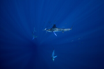 The Marlins are hunting a small school of sardines. The Kajikia audax, which is found near Baja California, feeds on small fish. The fastest fish in the ocean use their swords to hunt.