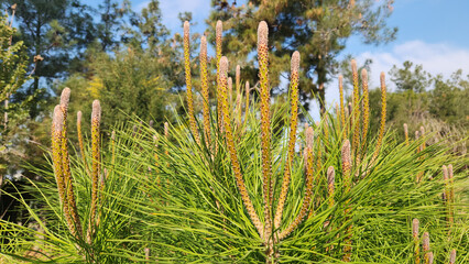 Long fresh shoots on top of a growing stone pine (Pinus pinea) seedling in a park in the Mediterranean region in December.