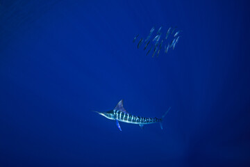 The Marlins are hunting a small school of sardines. The Kajikia audax, which is found near Baja California, feeds on small fish. The fastest fish in the ocean use their swords to hunt.