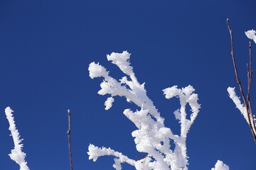 Ast eingefroren im Winter