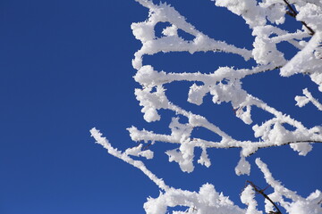 &Auml;ste mit Schnee bedeckt