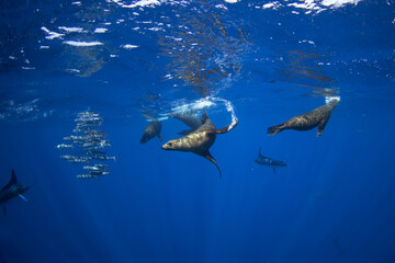 A group of sea lions is hunting a school of sardines. California sea lions near the coast of Baja California feed on sardines during the run.