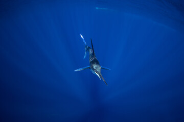 The Marlins are hunting a small school of sardines. The Kajikia audax, which is found near Baja California, feeds on small fish. The fastest fish in the ocean use their swords to hunt.