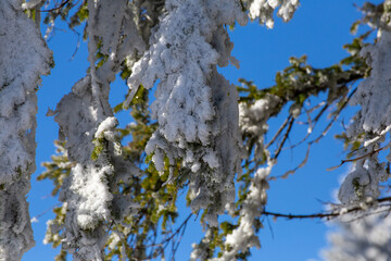 Gr&uuml;n wei&szlig; blau winter