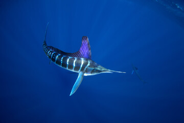 The Marlins are hunting a small school of sardines. The Kajikia audax, which is found near Baja California, feeds on small fish. The fastest fish in the ocean use their swords to hunt.