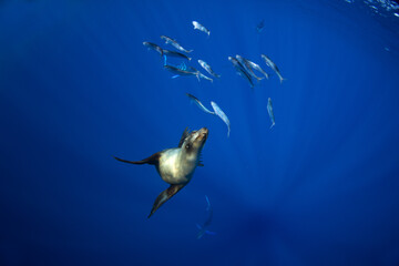 A group of sea lions is hunting a school of sardines. California sea lions near the coast of Baja California feed on sardines during the run.