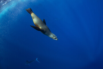 A group of sea lions is hunting a school of sardines. California sea lions near the coast of Baja California feed on sardines during the run.