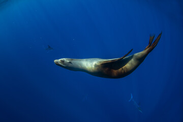 A group of sea lions is hunting a school of sardines. California sea lions near the coast of Baja California feed on sardines during the run.