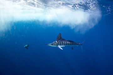 The Marlins are hunting a small school of sardines. The Kajikia audax, which is found near Baja California, feeds on small fish. The fastest fish in the ocean use their swords to hunt.