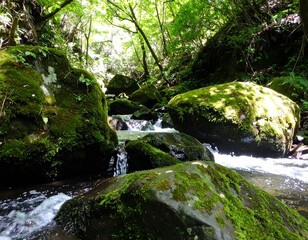 A mossy stream in a lush forest