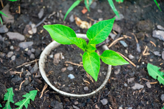 pepper plant growing in garden