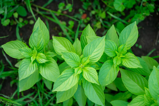basil growing in the garden