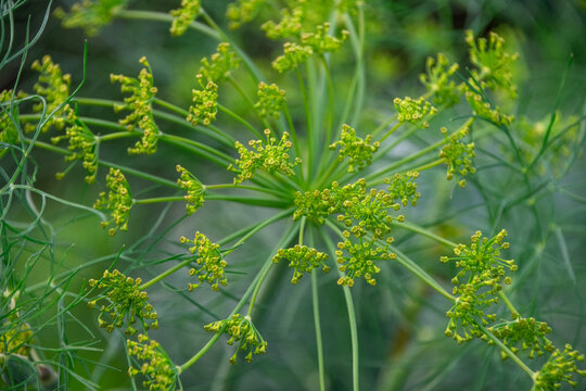 Dill buds just at flower