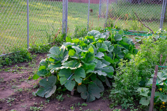 Squash plants growing in the garden