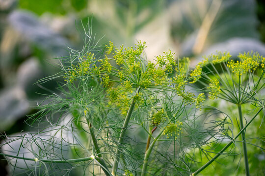 Dill buds just at flower