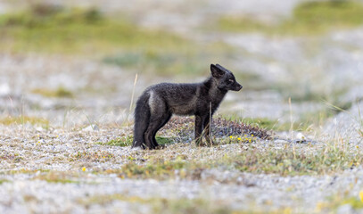 Red fox kit, silver colour morph. 