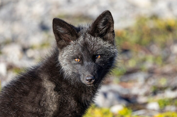 Red fox kit, silver colour morph. 
